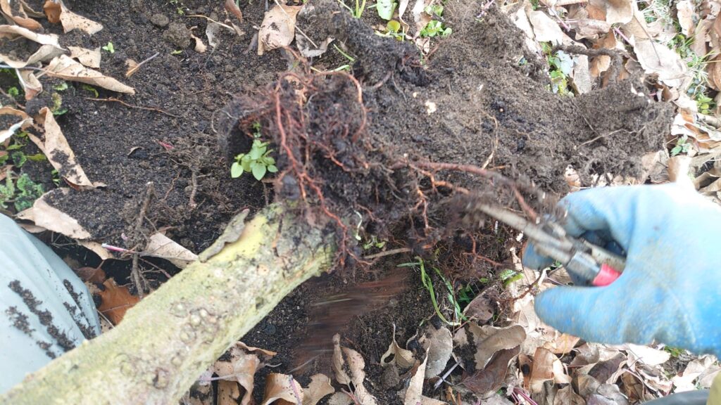 りんご高密植栽培　根のカット