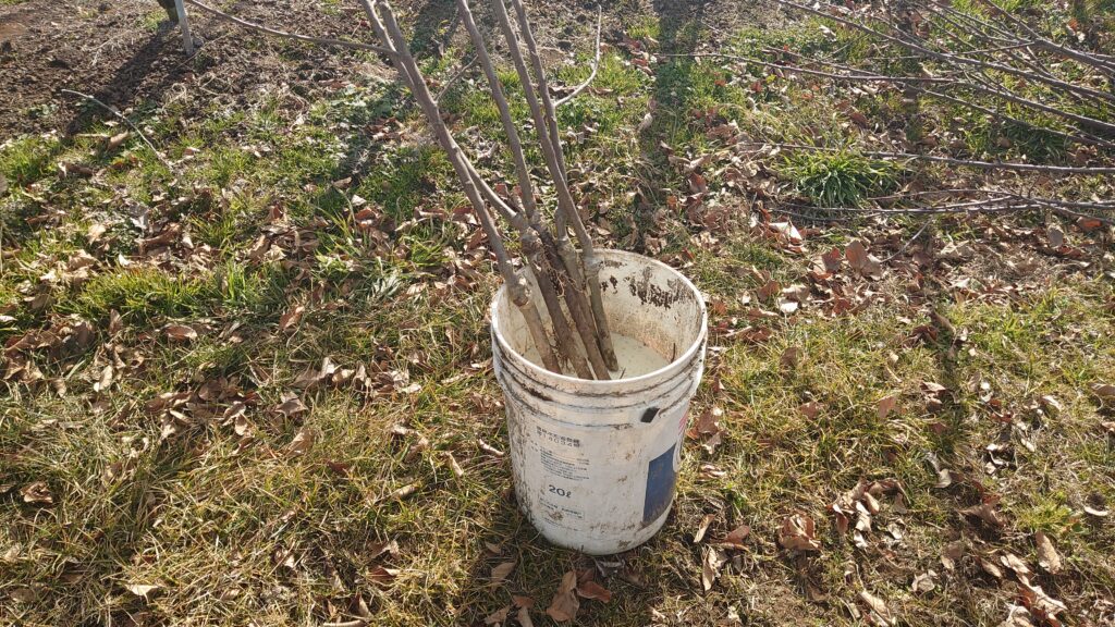 りんご高密植栽培　根の消毒