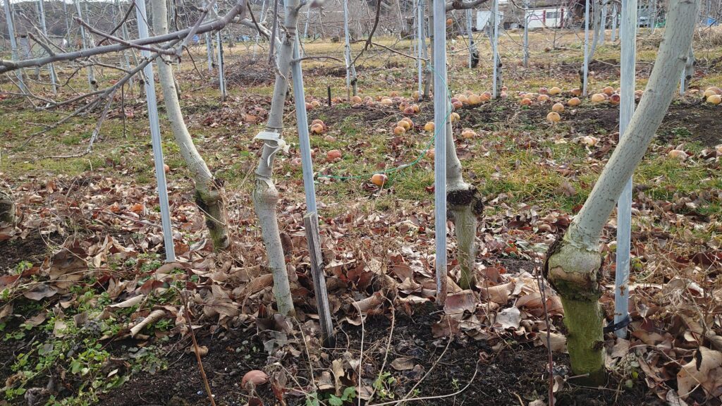 ぐんま名月　苗木植え替え 樹間が狭い　こ