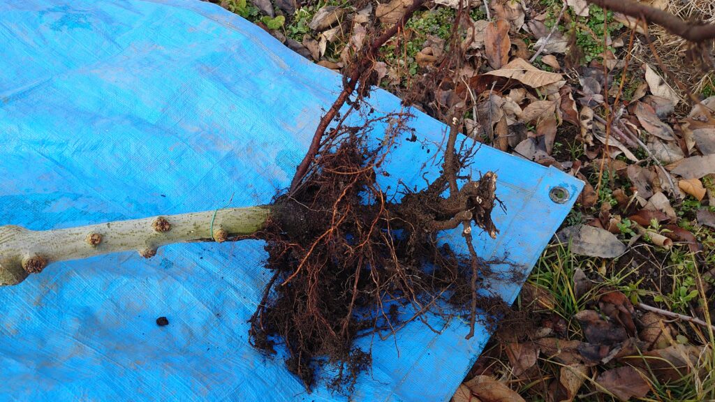 りんご高密植栽培ぐんま名月　苗木　根の様子