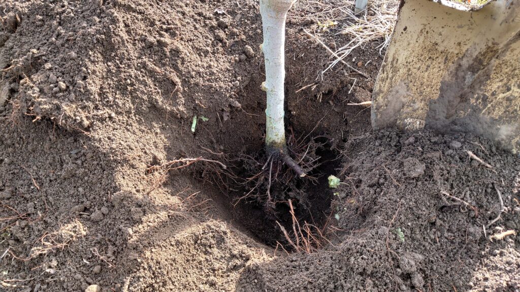 りんご高密植栽培ぐんま名月　苗木を植える。穴を掘る