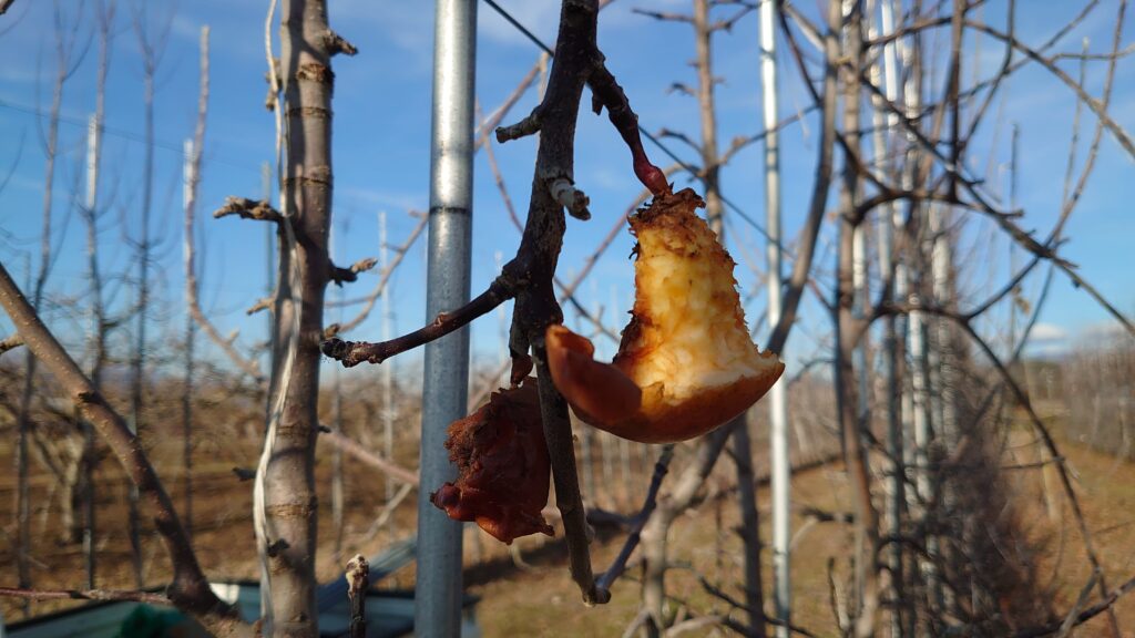 りんごの実　鳥が食べた後