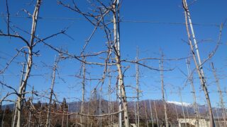 りんごの木　高密植栽培